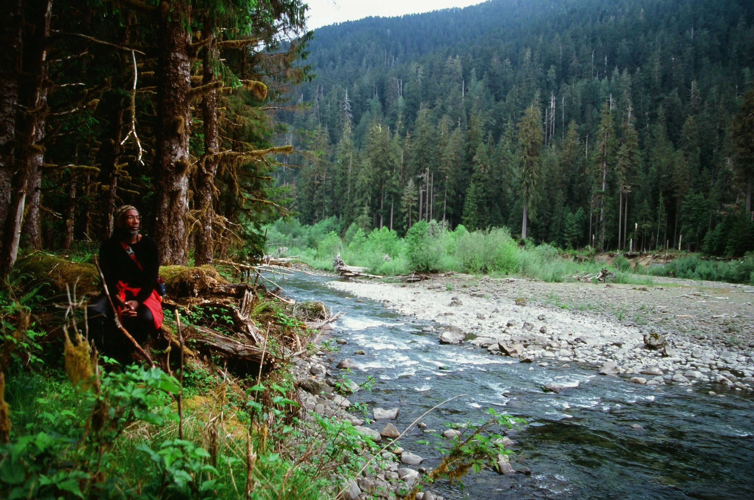 Olympic Rain Forest — Rosette Royale